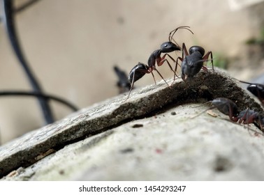 304 Ant Carrying Weight Images, Stock Photos & Vectors | Shutterstock