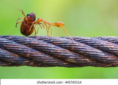 Ant Is Carrying A Big Bug