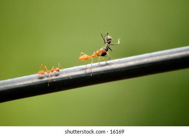 Ant carrying the dead
