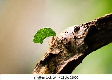 Ant Carrying A Leaf