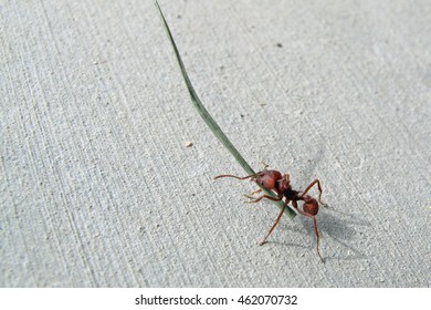 Ant Carrying Leave Of Grass