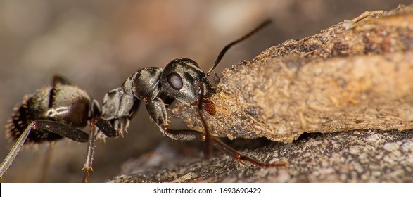 Ant carrying materials to its nest in early spring.