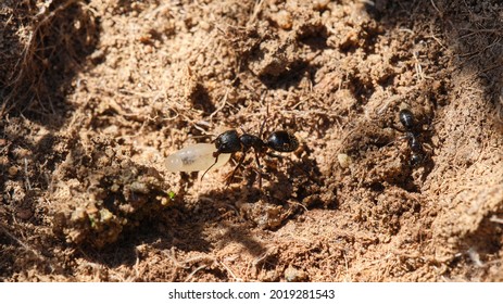 
Ant Carrying One Of Its Eggs