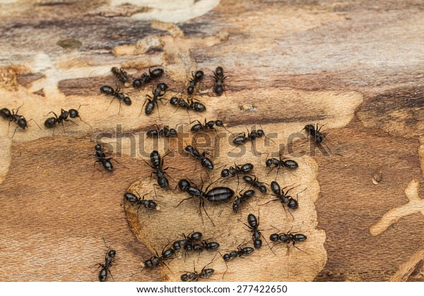 Ant\
colony disperses after discovery under bark of pine tree firewood. \
Likely carpenter ants Camponotus \
pennsylvanicus.