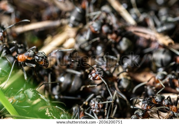 An ant\
colony with a lot of workers in a\
meadow