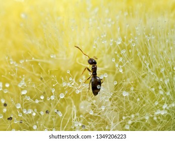 
The Ant Crawling On The Mold That Grew On Melon