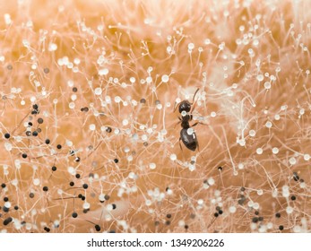 
The Ant Crawling On The Mold That Grew On Melon