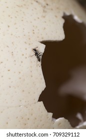 An Ant Crawls On A Broken Ostrich Egg Shell