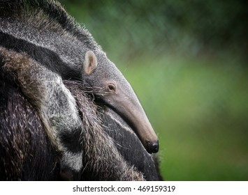 Ant Eater