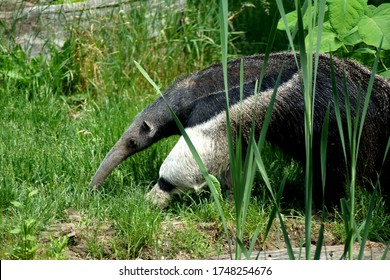 Ant Eater Walking In Nature