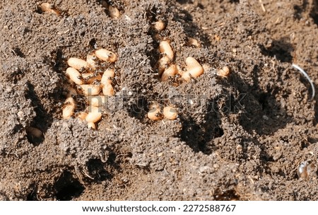 Ant and ant eggs in an ants nest. Ants moving their eggs to safety.