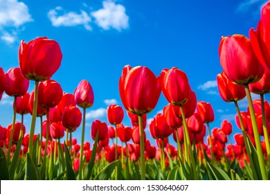 Ant eye view of Red tulip flower in the field with vivid color, Amsterdam, Netherlands. - Powered by Shutterstock