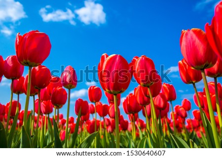 Ant eye view of Red tulip flower in the field with vivid color, Amsterdam, Netherlands.