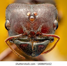 Ant Face High Resolution Magnification Extreme Stock Photo (Edit Now ...