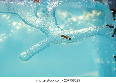 Ant Farm With Clear Gel To See Ants