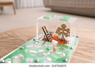 Ant Farm (formicarium) On Table, Closeup View