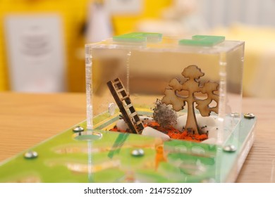 Ant Farm (formicarium) On Table, Closeup View