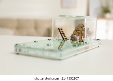 Ant Farm (formicarium) On White Wooden Table