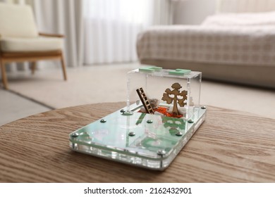 Ant Farm (formicarium) On Wooden Table. Myrmecology