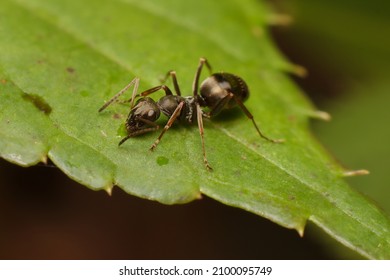 Ant Formica fusca on a leaf