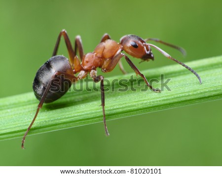 ant formica rufa on grass