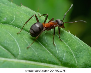 Ant - Formica rufa - standing on the edge of a green leaf in close-up
