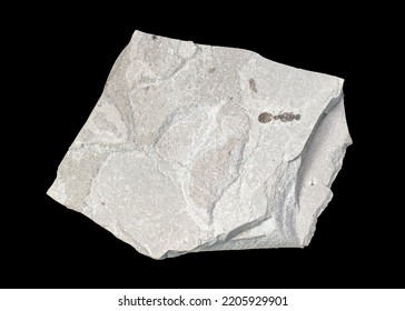 Ant fossil excavated from the Green River formation.  Ants fossilized in the Green River formation appear remarkably similar to the more than twelve thousand species of ants inhabiting the earth today