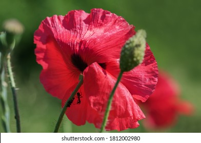 Ant And Group Of Aphids On A Poppy Flower. Macro. Symbiotic Relationship Concept. 