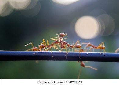 Ant Harmonious,red ants