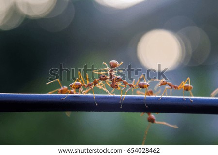 Ant Harmonious,red ants
