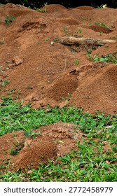 ANT HILL 2 - the massive constructions of the anthills, one on top of the other, evoke cinematic empires.