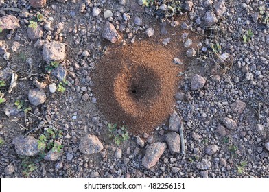 Ant Hill