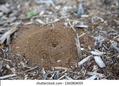 Ant Hill. Ant Hill In Dirt. Ant House Underground. Underground Entrance. Ant Farm. 
