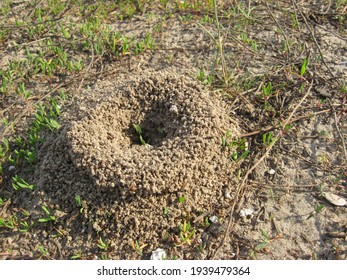 Ant Hill In The Meadow