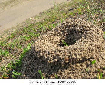 Ant Hill In The Meadow