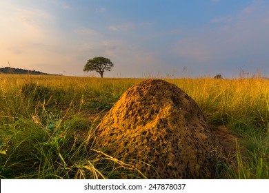 An Ant Hill And A Tree