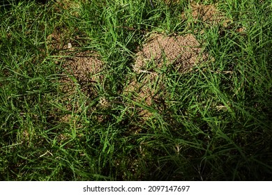 Ant hills made by ants borrowing holes in mud sand in house lawn garden. holes dug by house in compartments where ants live.