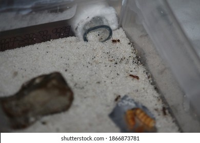 An Ant In His Formicarium