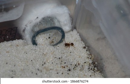 An Ant In His Formicarium