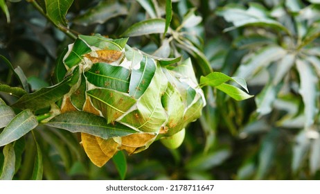 Ant Home In Trees Leaf