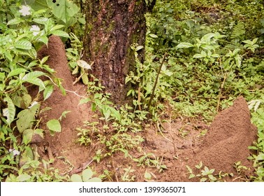 Ant House Nest Underground Beside Tree In Rainforest. Millions Of Ants Live In This Colonies. Its Shapes As Tunnels Or Rooms. It Is Difficult To Find Ant Nests As It Usually Deeply Buried Within Soil