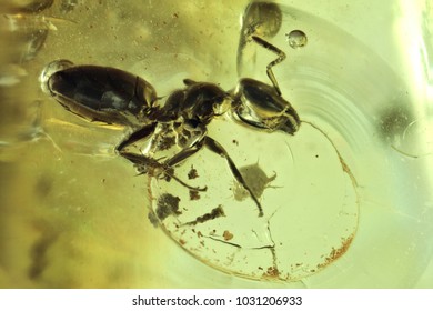 Ant Imprisoned In Baltic Amber