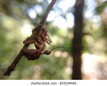 Ant Infected By Fungus Cordyceps