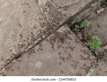 Ant Infestation Around The House