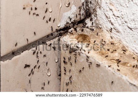 ant infestation, hole and crack in the wall with insects, need for detection, domestic problems