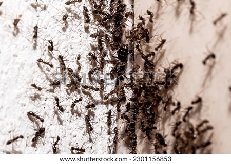 ant infestation, hole and crack in the wall with insects, need for detection, domestic problems