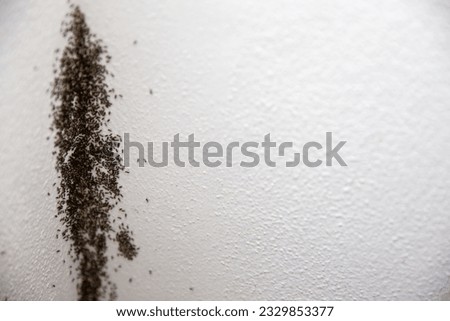 Ant infestation on a wall with copy space