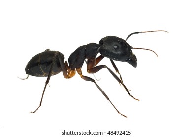 Ant isolated on white
