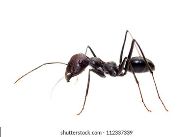 Ant Isolated On White Background