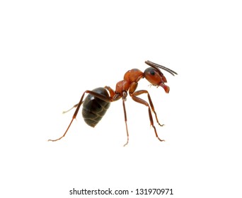 Ant Isolated On White Background